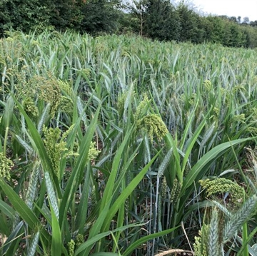 Board Buster 0,25 ha