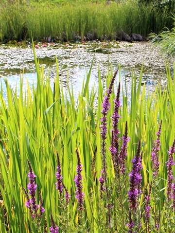 Blomsterblanding til LAR  250 gram DLF