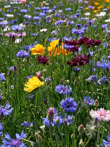 Bondens blomsterblanding fra DLF 500m2 / pose 1 kg