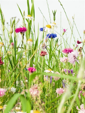 Dansk Vildeng (uden græs) 1 kg DLF