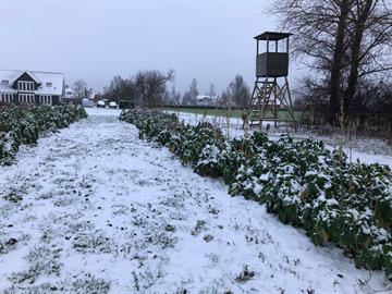 Double Trigger o,5 Ha