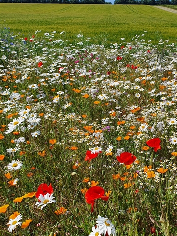Eksklusiv staudeeng 1 kg