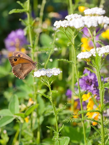 Engblanding til lerjord 1 kg