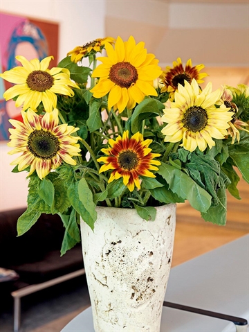 Lav solsikkeblanding 1 kg DLF