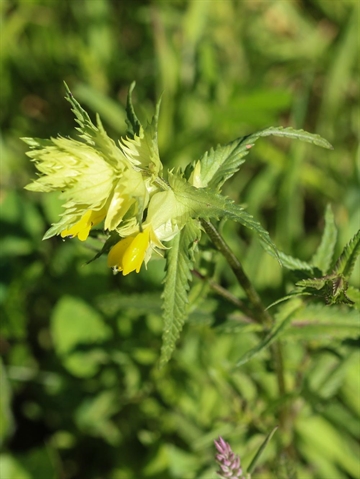 Linden skaller 0,1 kg DLF