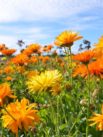 Morgenfrue Mix  1 kg etårig