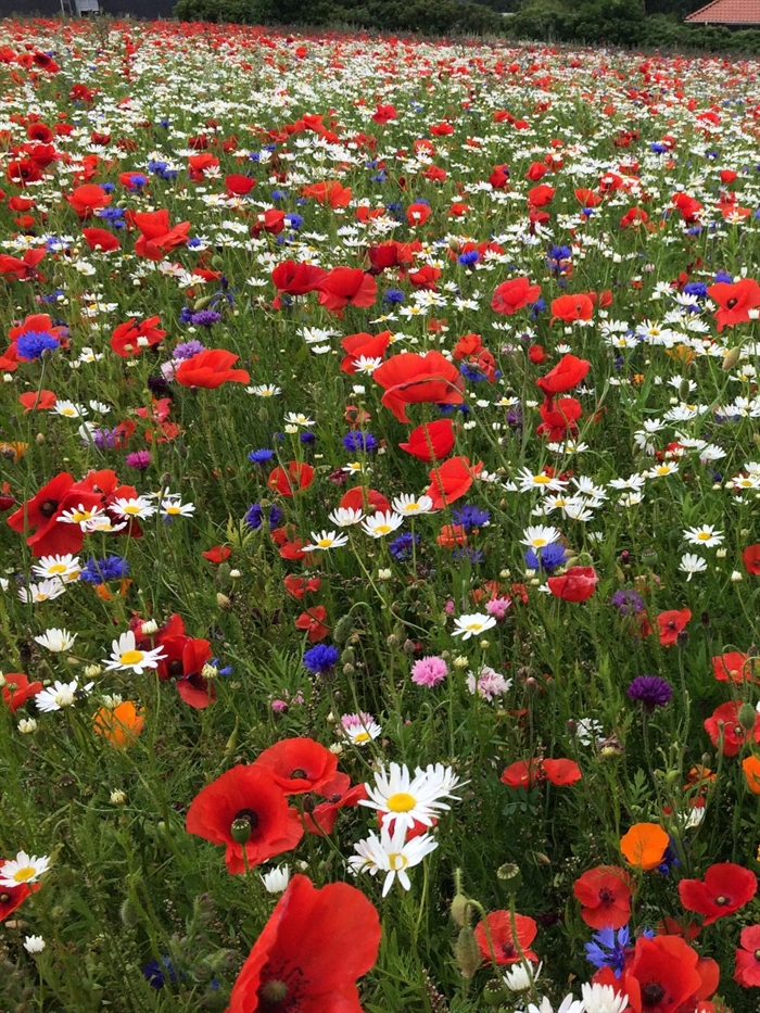 Ny blomstermark 1 kg DLF