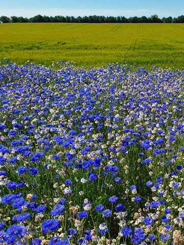 Ny Nordisk blanding spiselige 1 kg 