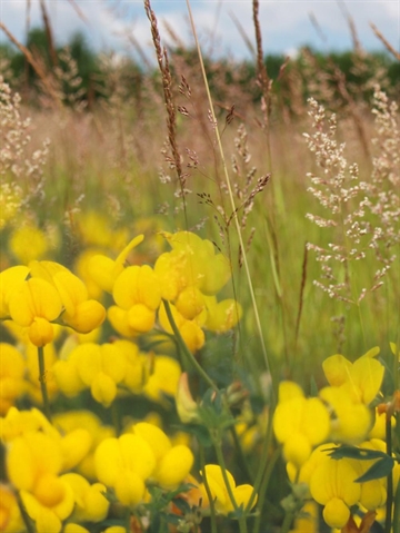 Overdrevsmix 5 kg DLF