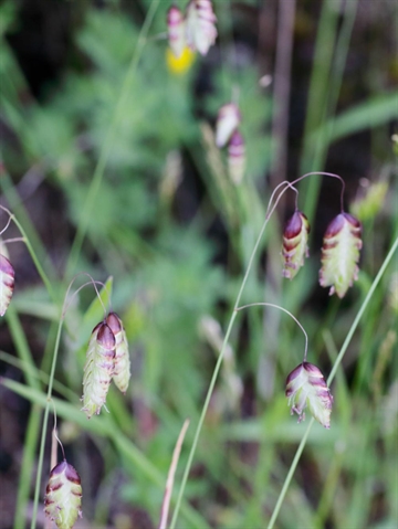 Pryd- og natur-græsblanding 1 kg DLF