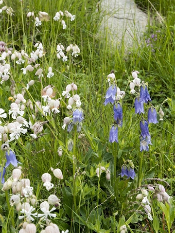 Salttolerant blomster-blanding 1 kg DLF