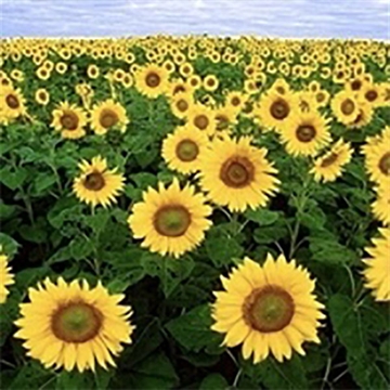 Solsikker 10 kg Bright seeds 