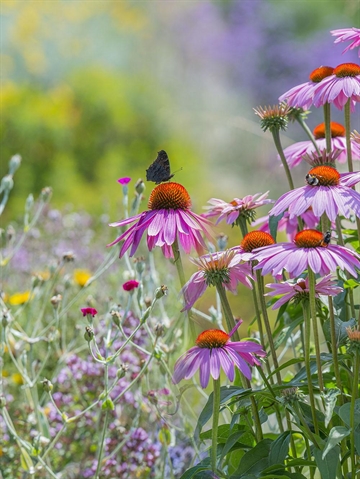 Sommerfugleblanding