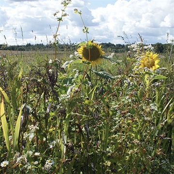 Traditional Game Cover Mix fra Your Contryside 0,4 ha. 10 kg